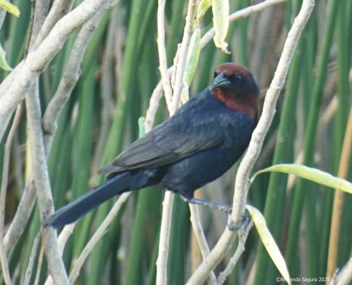 Chestnut-capped Blackbird - ML631681003
