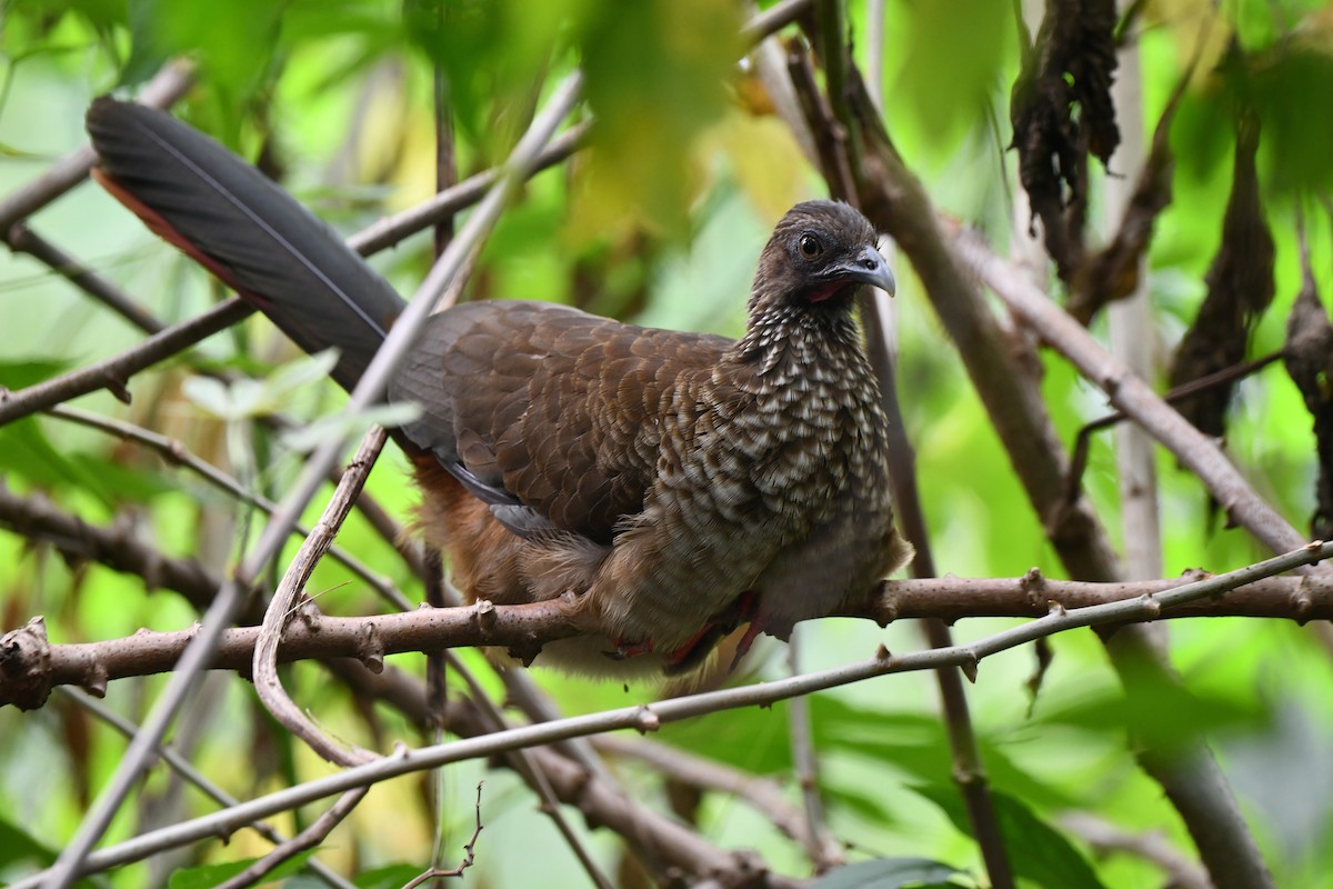 eBird Checklist - 17 Feb 2025 - RN Rancho Camaná - 9 species