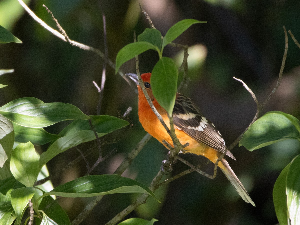 Flame-colored Tanager - ML631681126