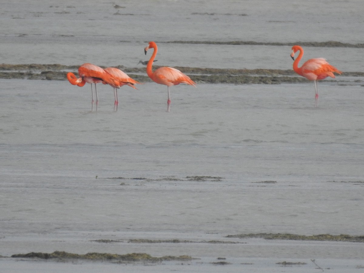 American Flamingo - ML631681153