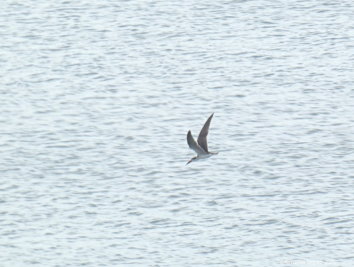 Black Skimmer - ML631681284