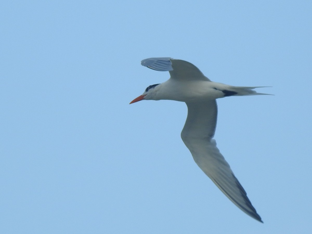 Royal Tern - ML631681335