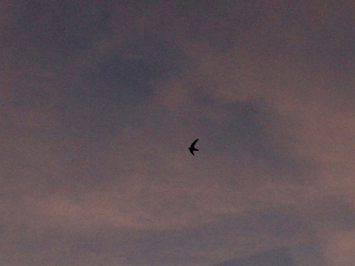 Chimney Swift - ML631681366