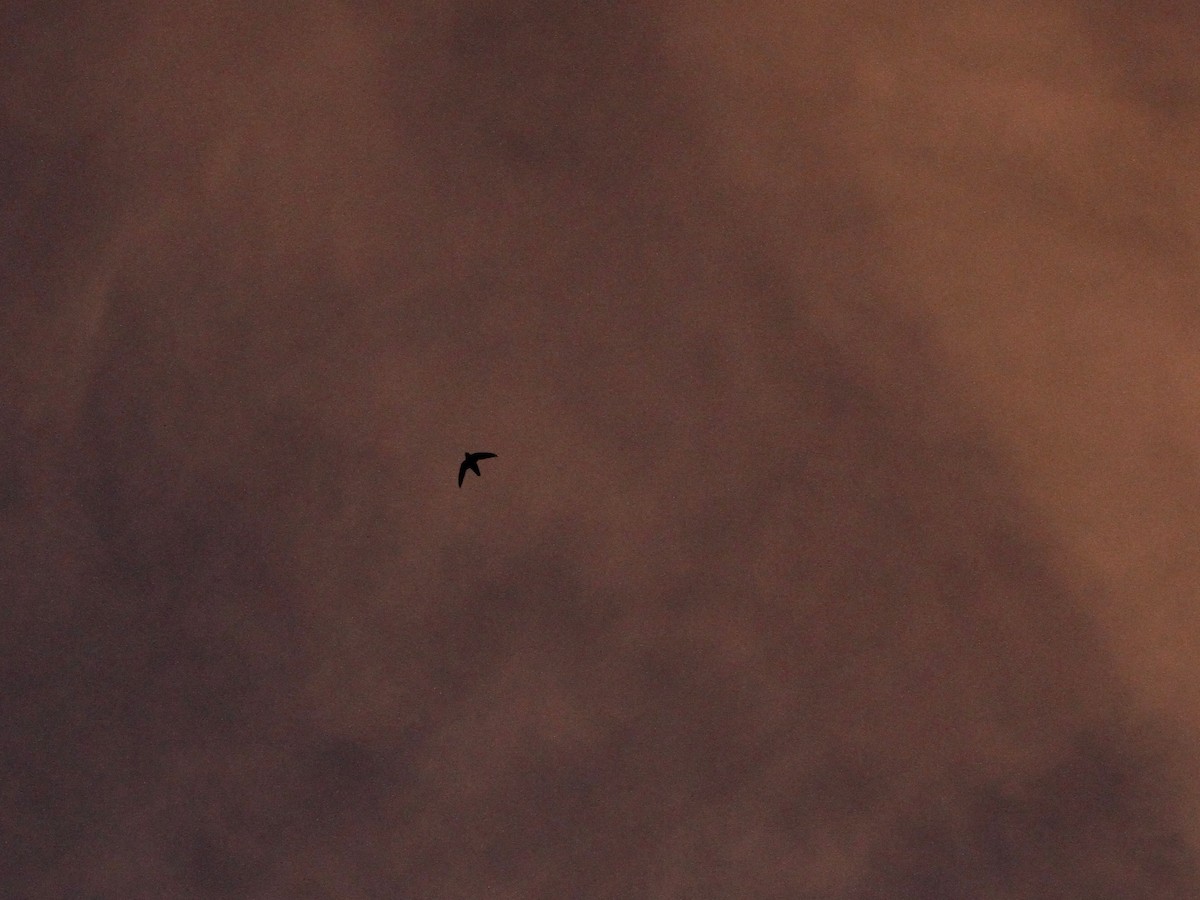 Chimney Swift - ML631681367
