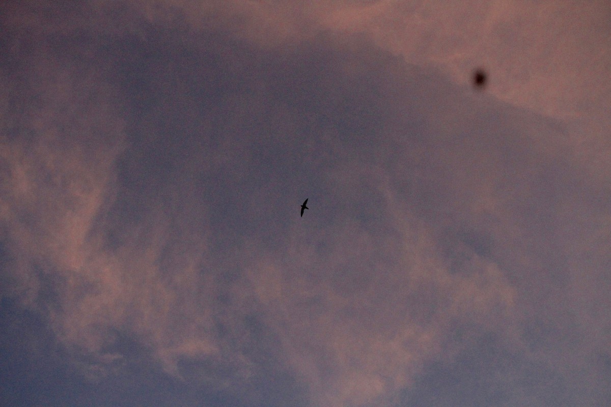 Chimney Swift - ML631681373