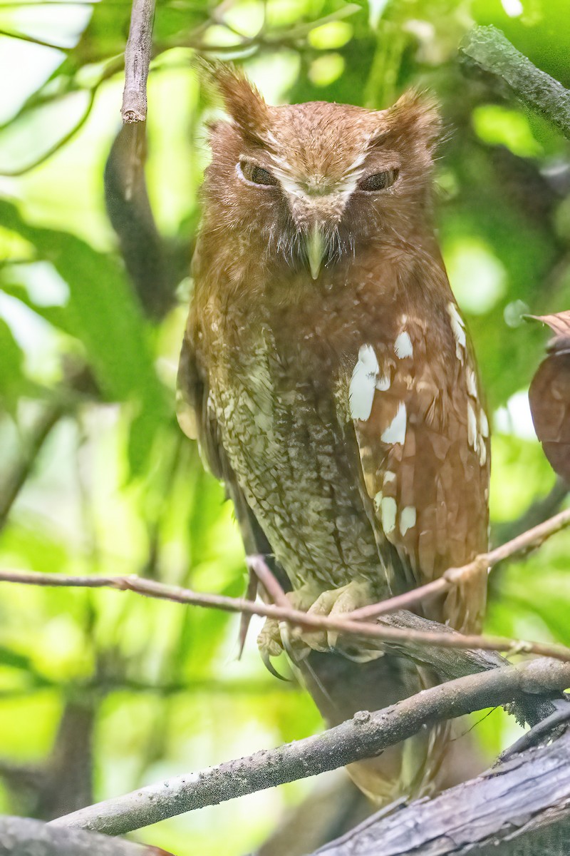 Choco Screech-Owl - ML631681468