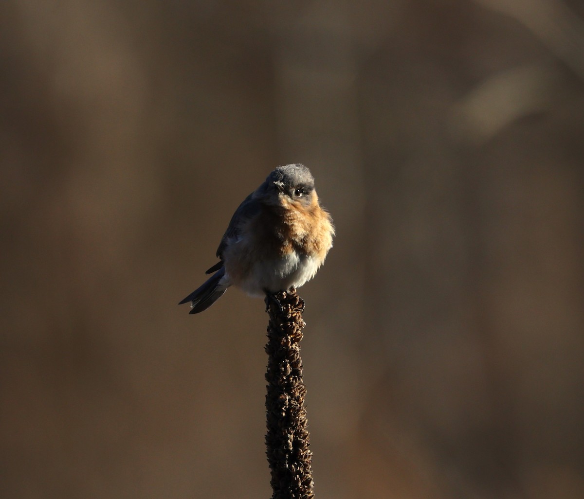 Eastern Bluebird - ML631681490
