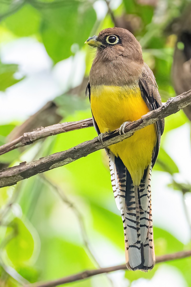 Choco Black-throated Trogon - ML631681540