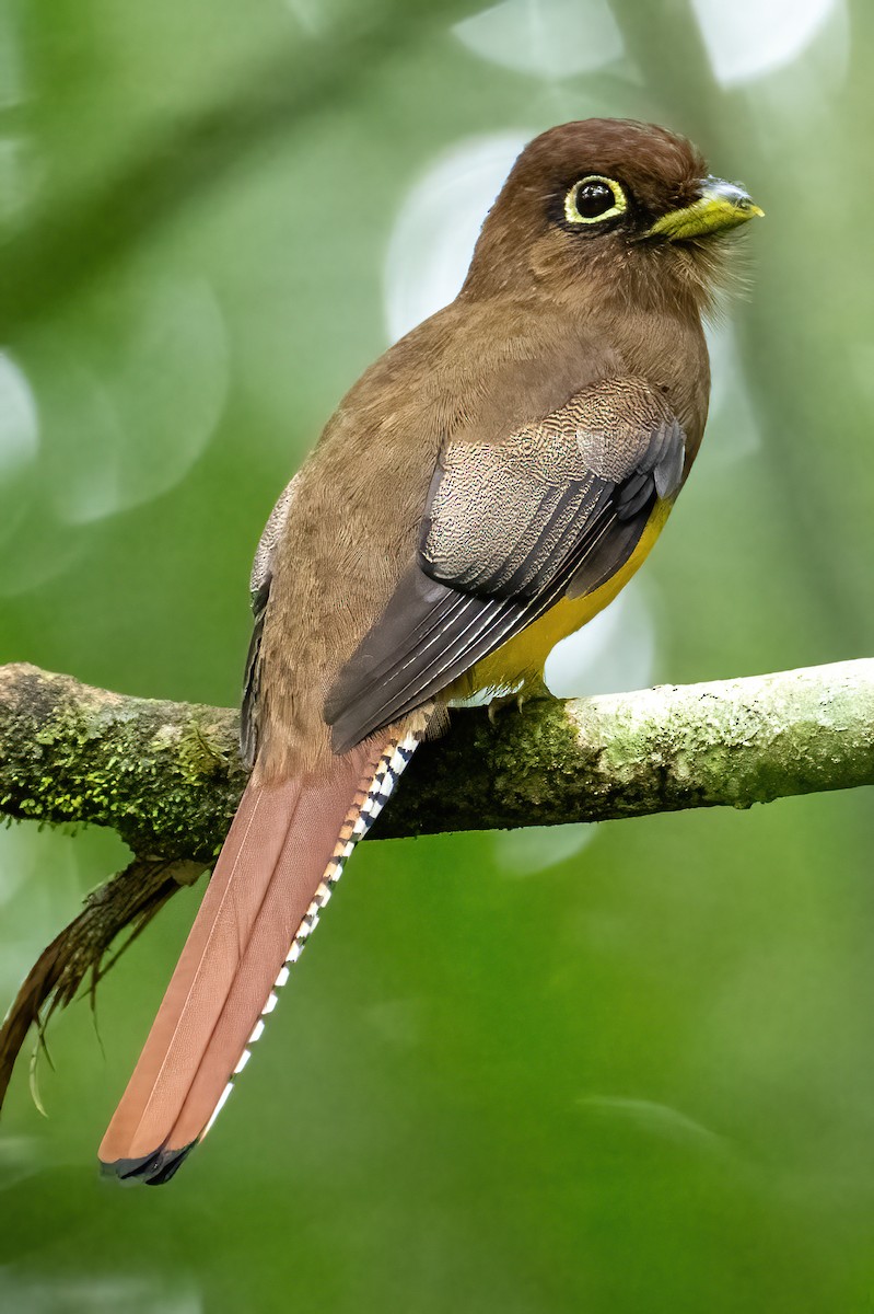 Choco Black-throated Trogon - ML631681542