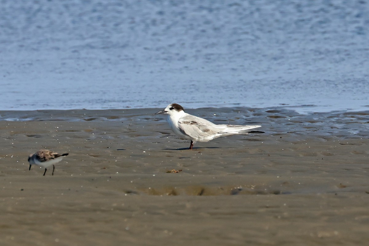 Common Tern - ML631681569