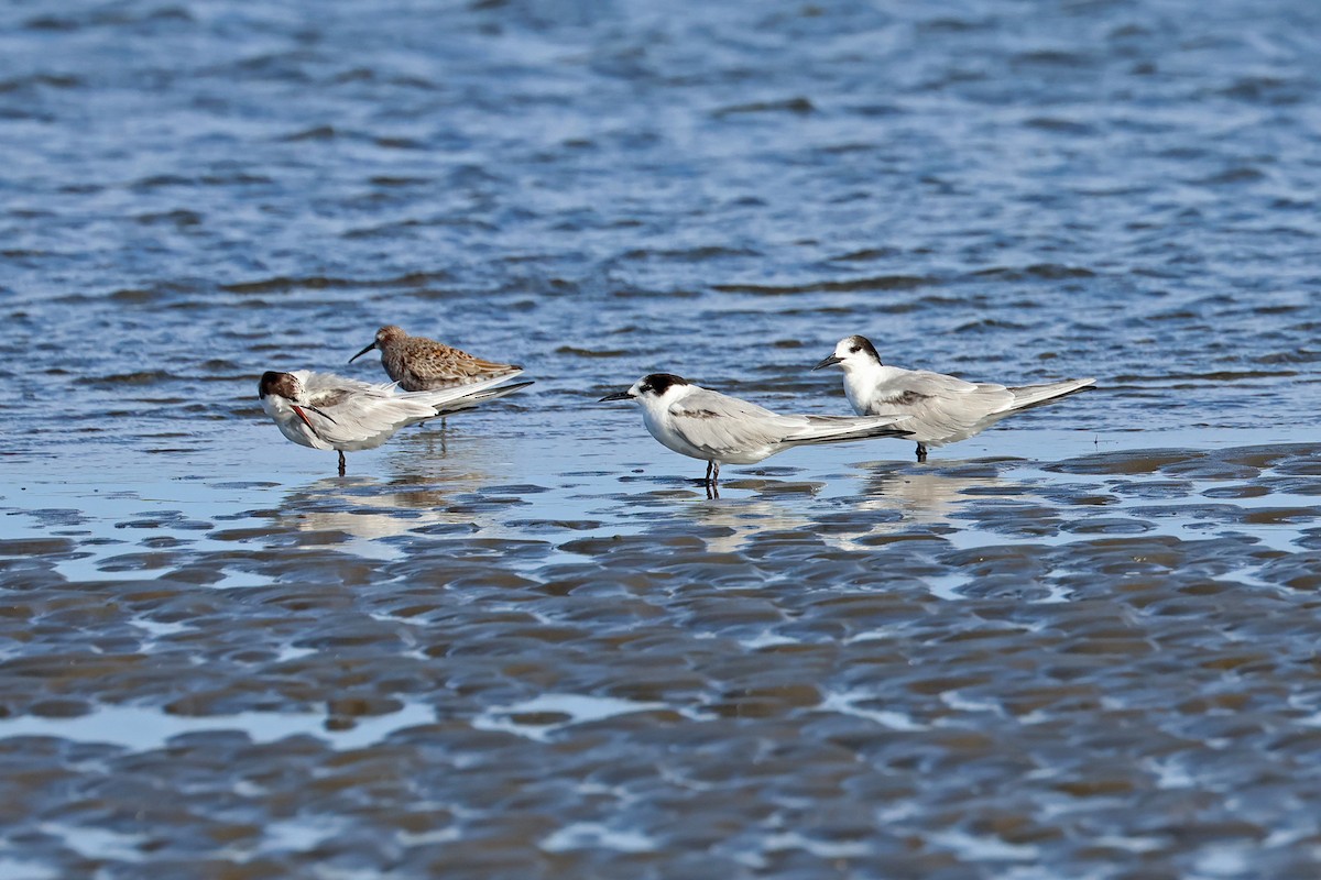 Common Tern - ML631681590