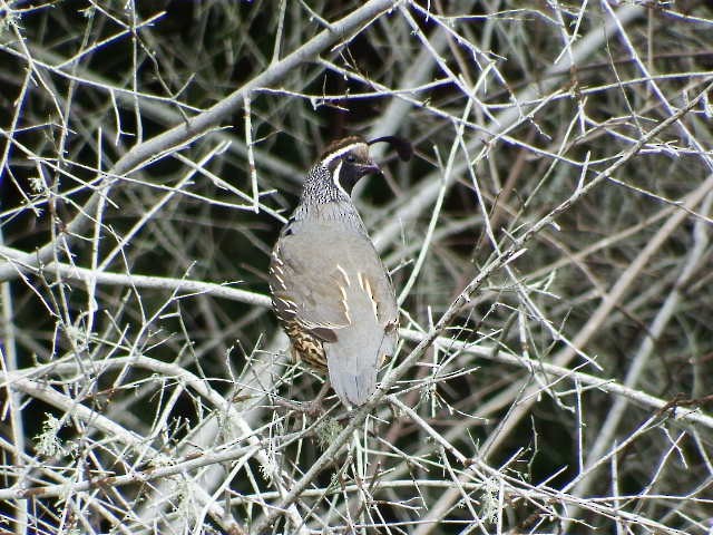 California Quail - Chris Rurik