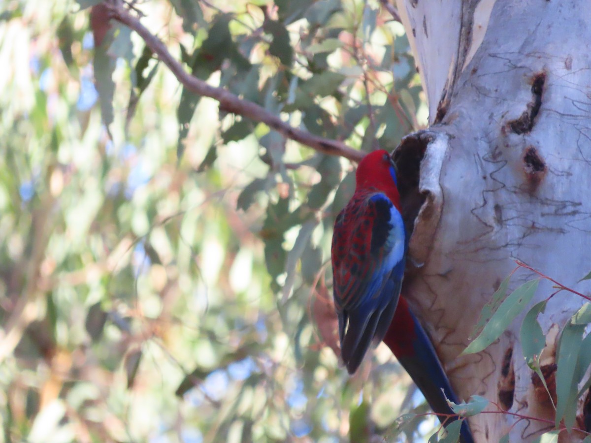 Crimson Rosella - ML631681672