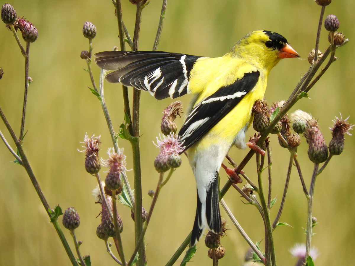 American Goldfinch - ML63168201