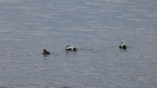 Common Eider - ML631682053