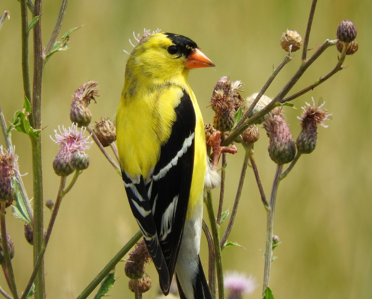 American Goldfinch - ML63168221