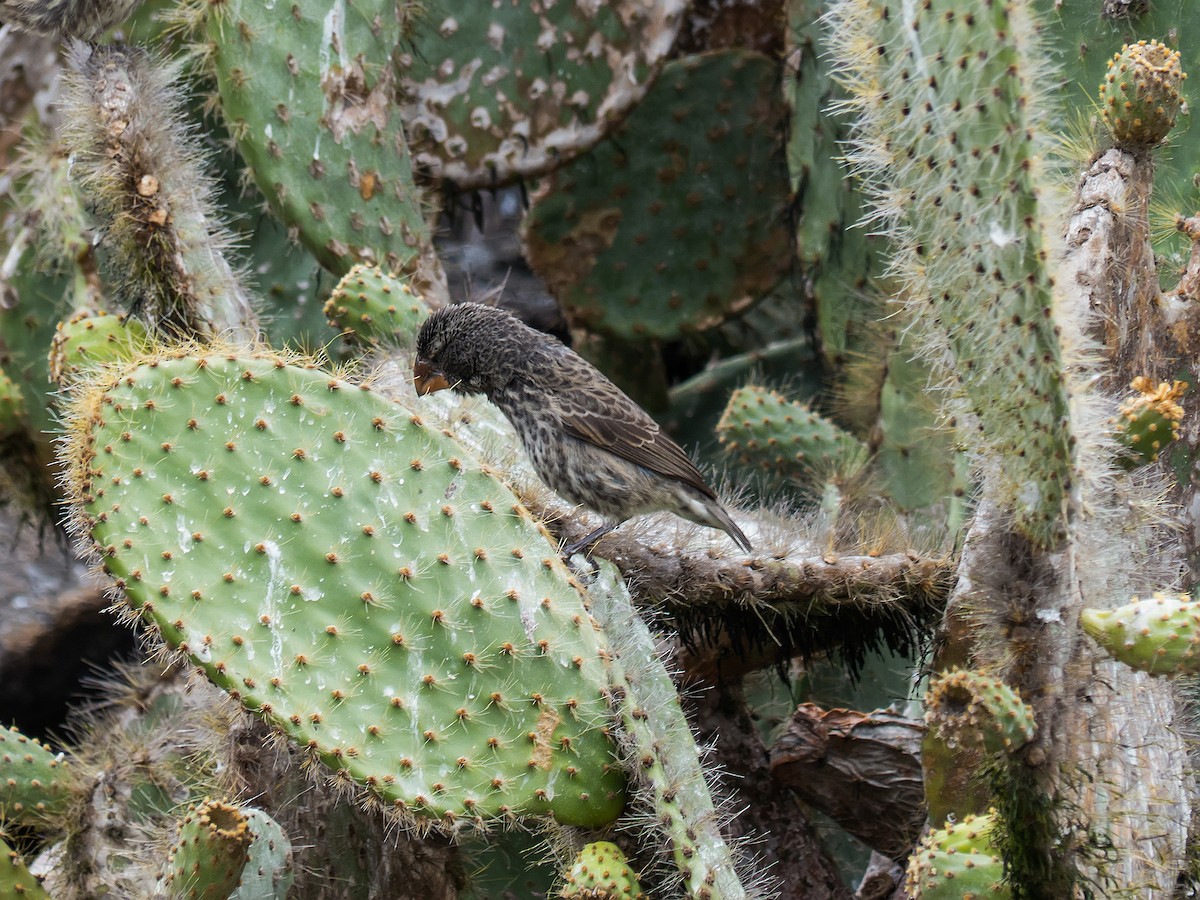 Genovesa Cactus-Finch - ML631682226