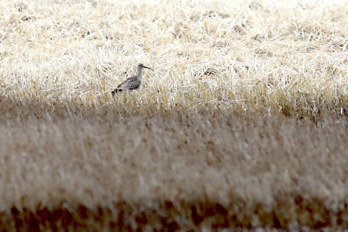 Hudsonian/Eurasian Whimbrel - ML631682259