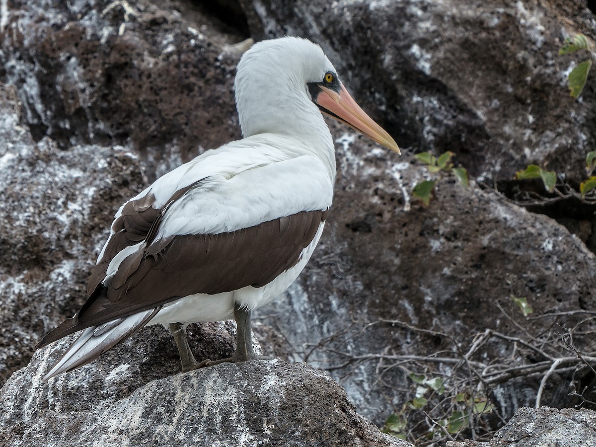 Nazca Booby - ML631682277