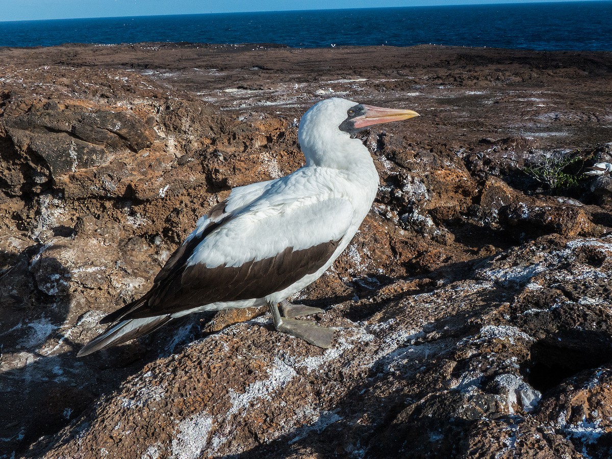 Nazca Booby - ML631682278