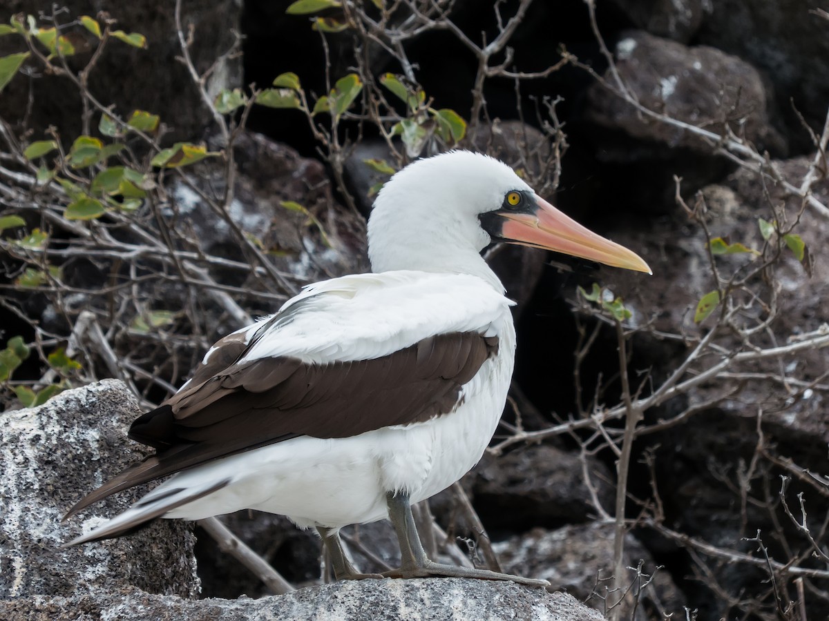 Nazca Booby - ML631682279