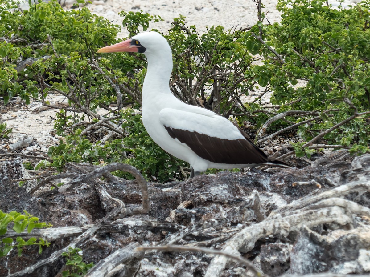 Nazca Booby - ML631682281