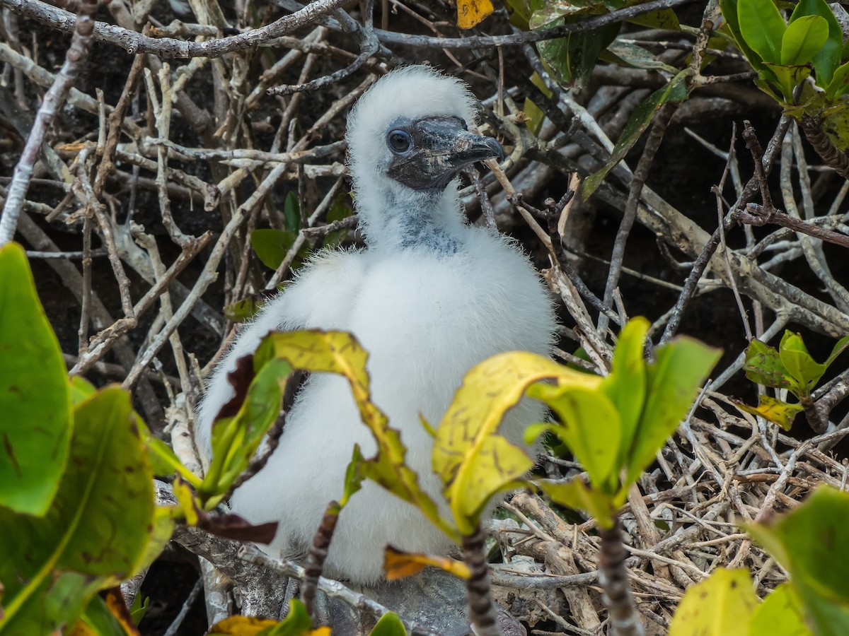 Nazca Booby - ML631682282