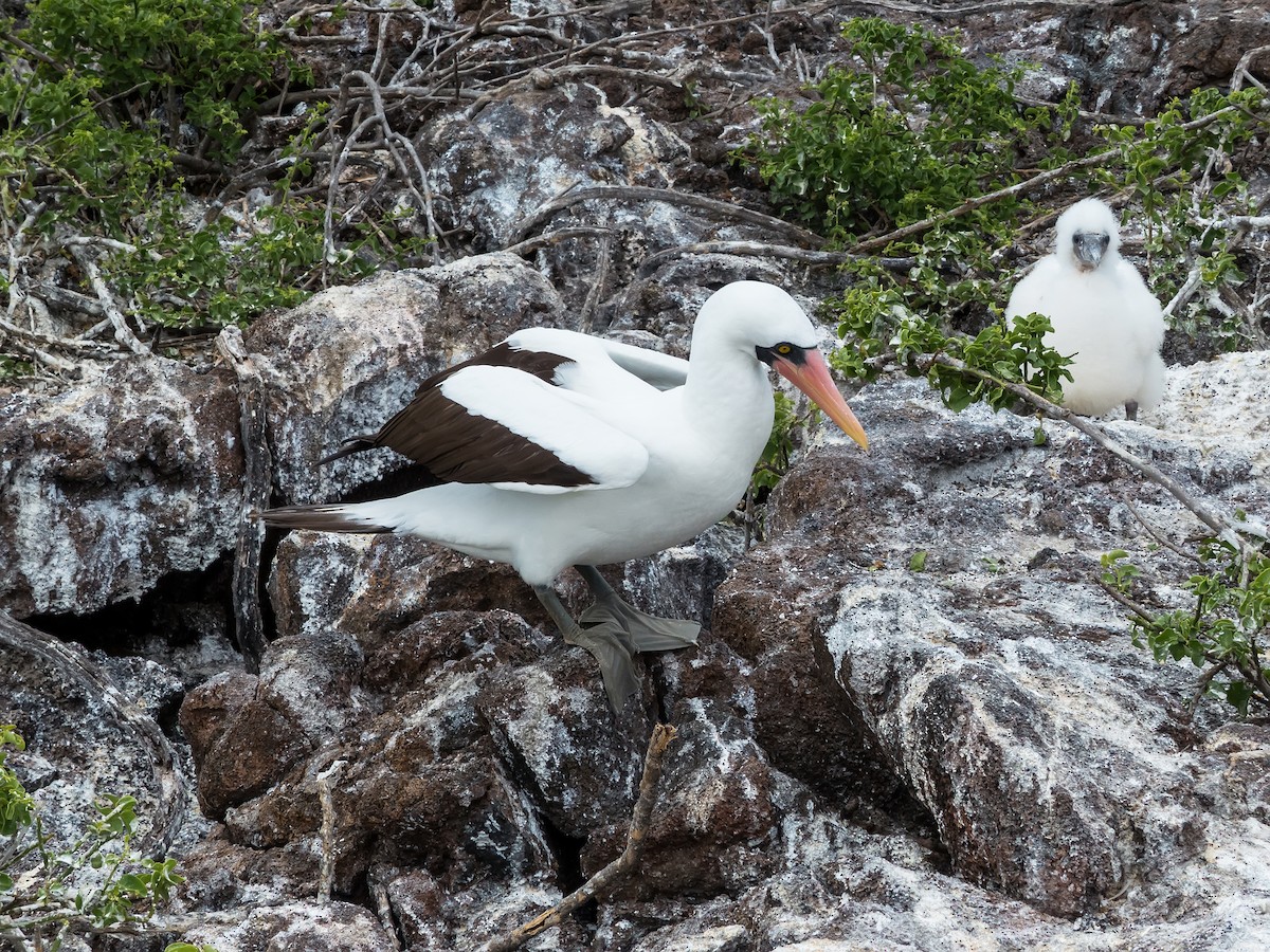 Nazca Booby - ML631682283