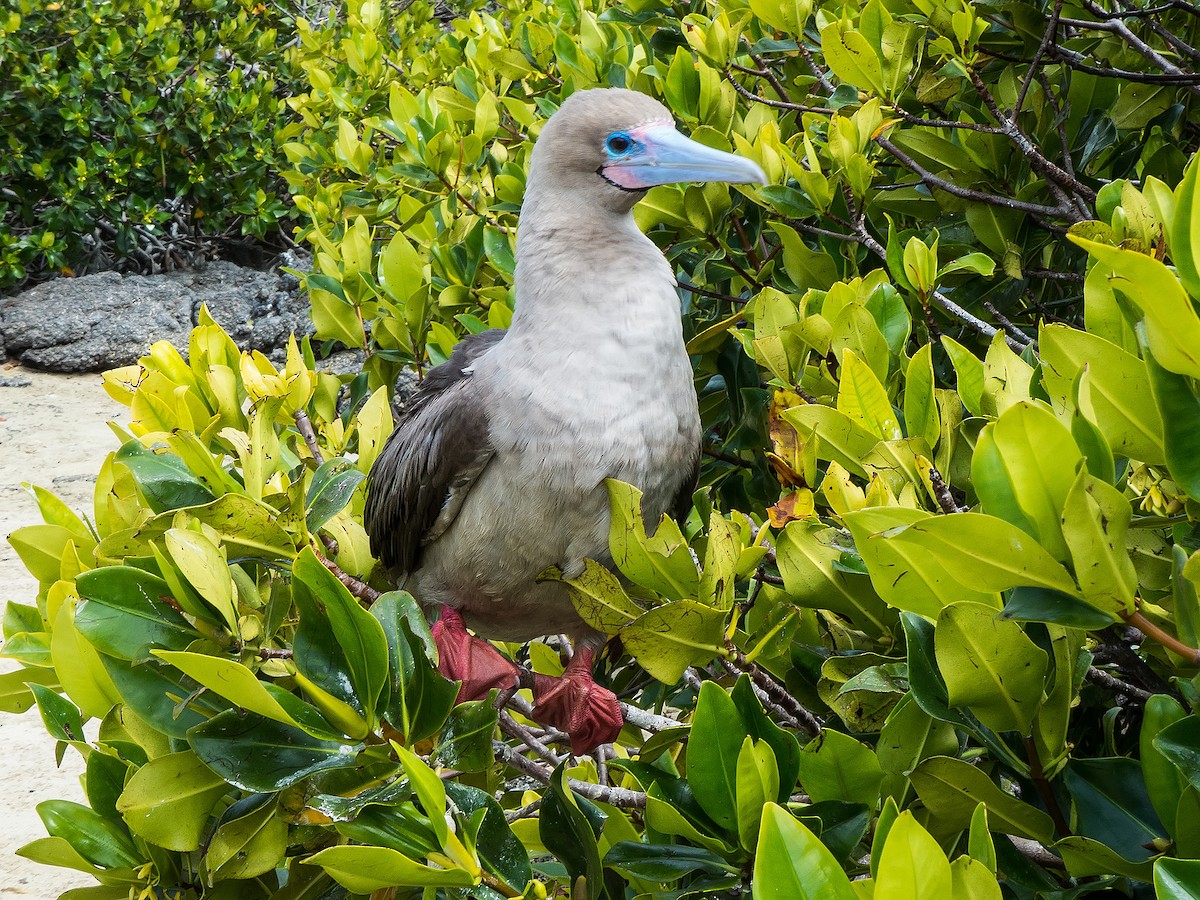 Red-footed Booby - ML631682290