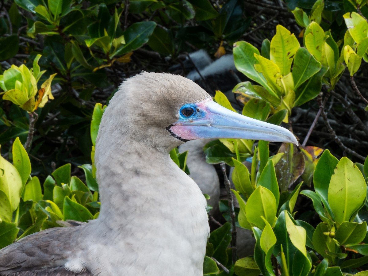 Red-footed Booby - ML631682291