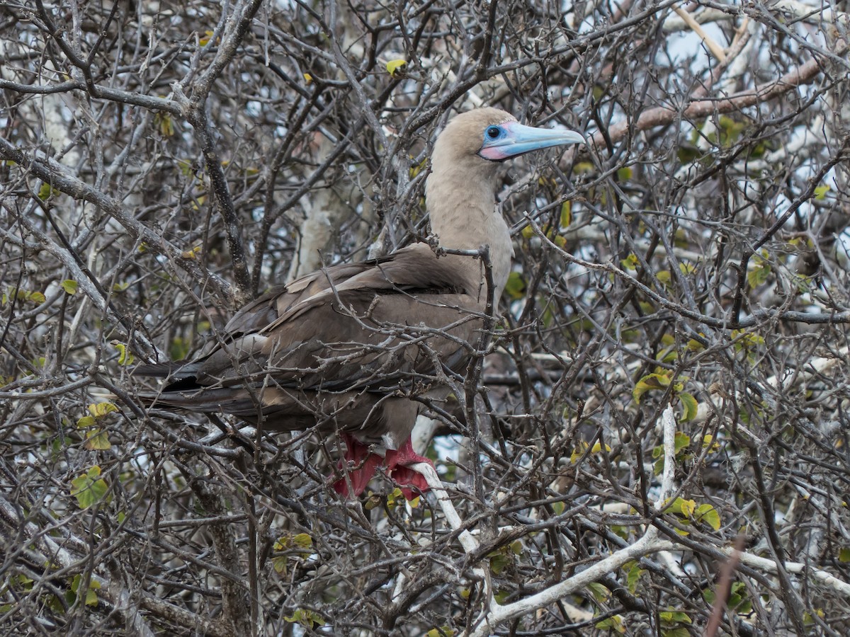 Red-footed Booby - ML631682297