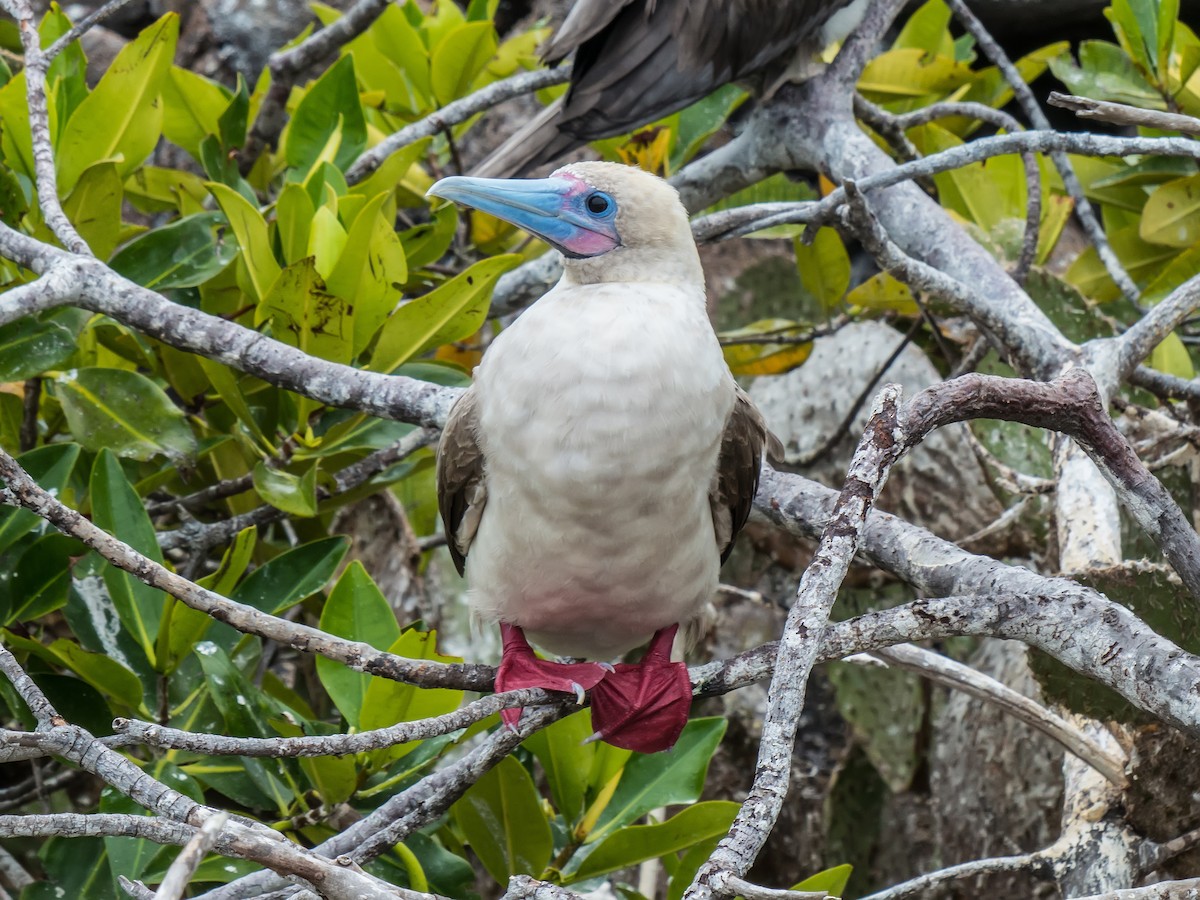 Red-footed Booby - ML631682298