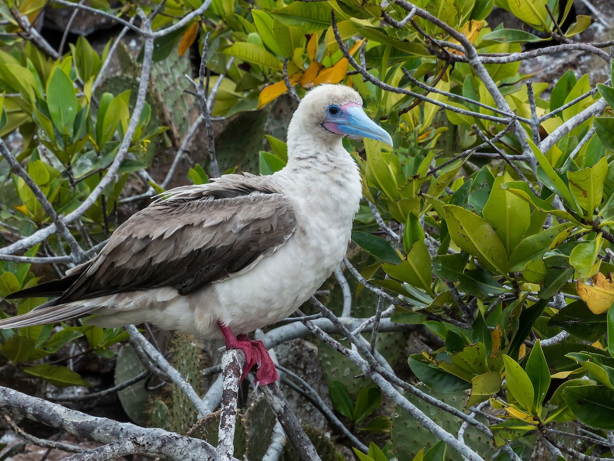 Red-footed Booby - ML631682299