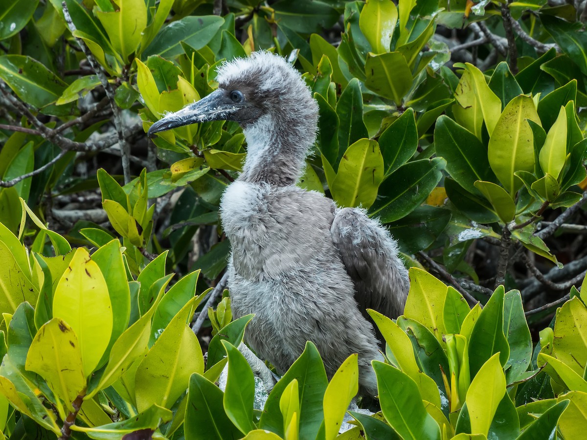 Red-footed Booby - ML631682300