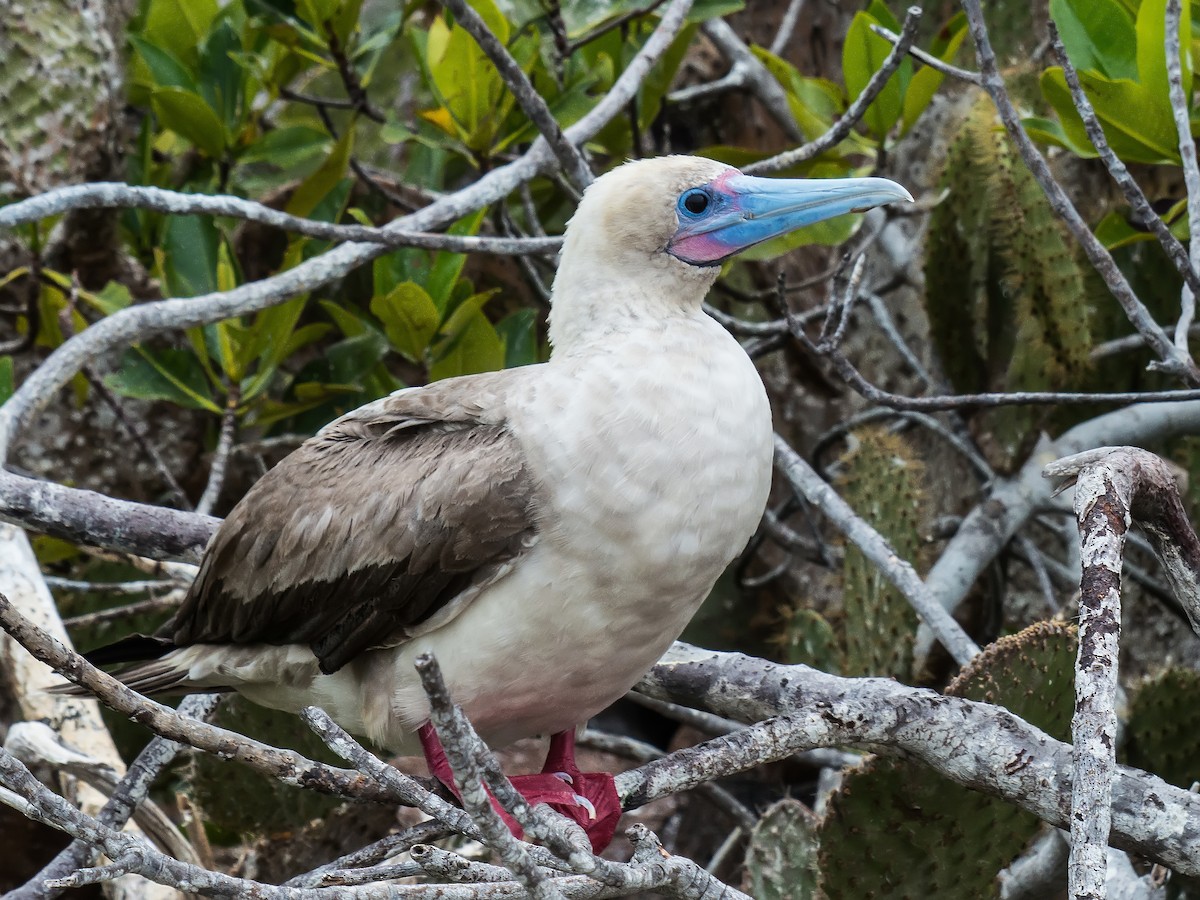 Red-footed Booby - ML631682302