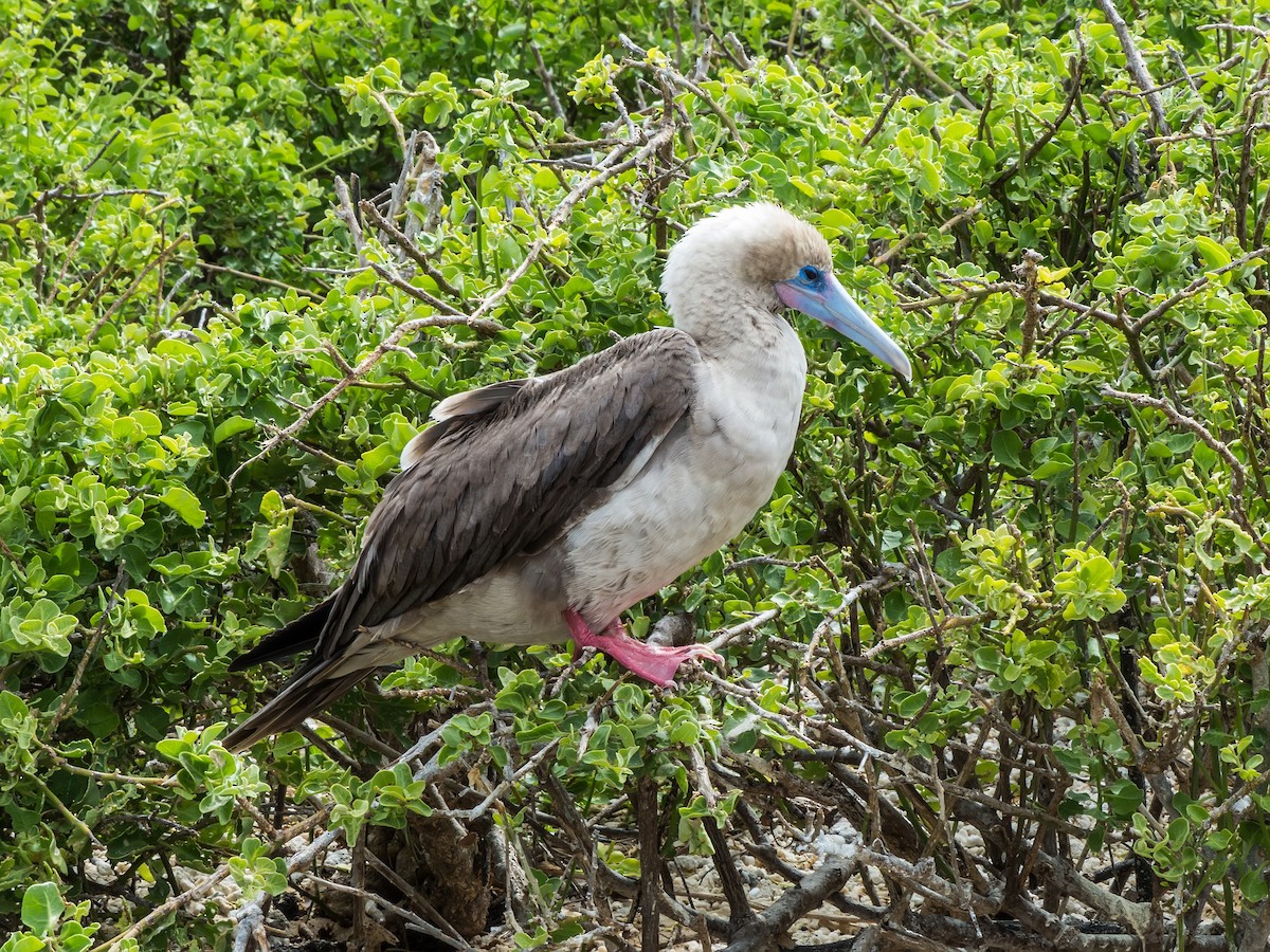 Red-footed Booby - ML631682303