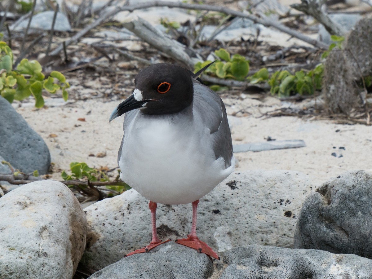 Swallow-tailed Gull - ML631682308