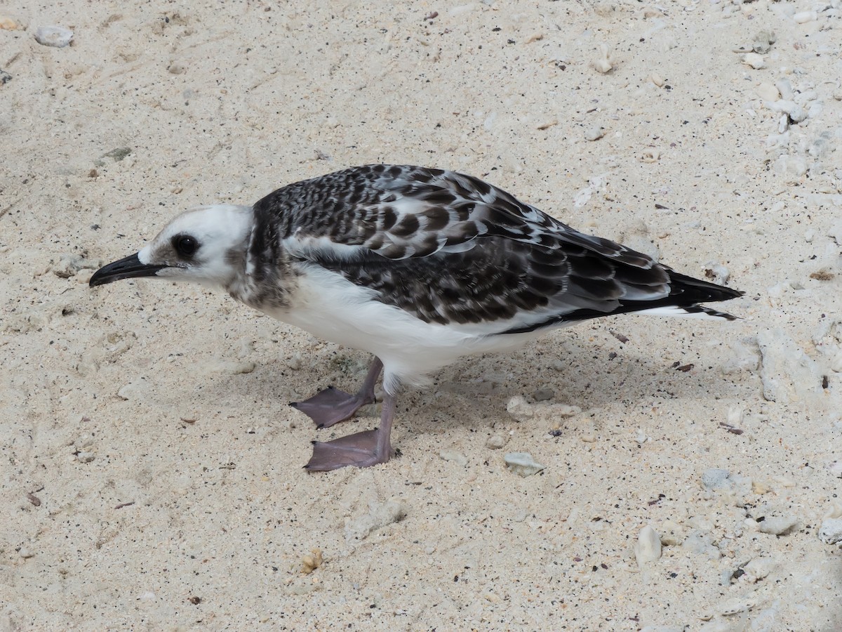 Swallow-tailed Gull - ML631682310