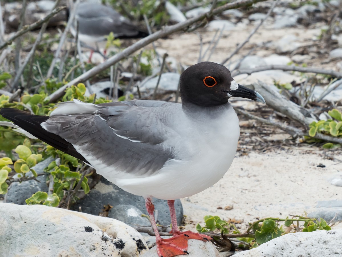 Swallow-tailed Gull - ML631682311