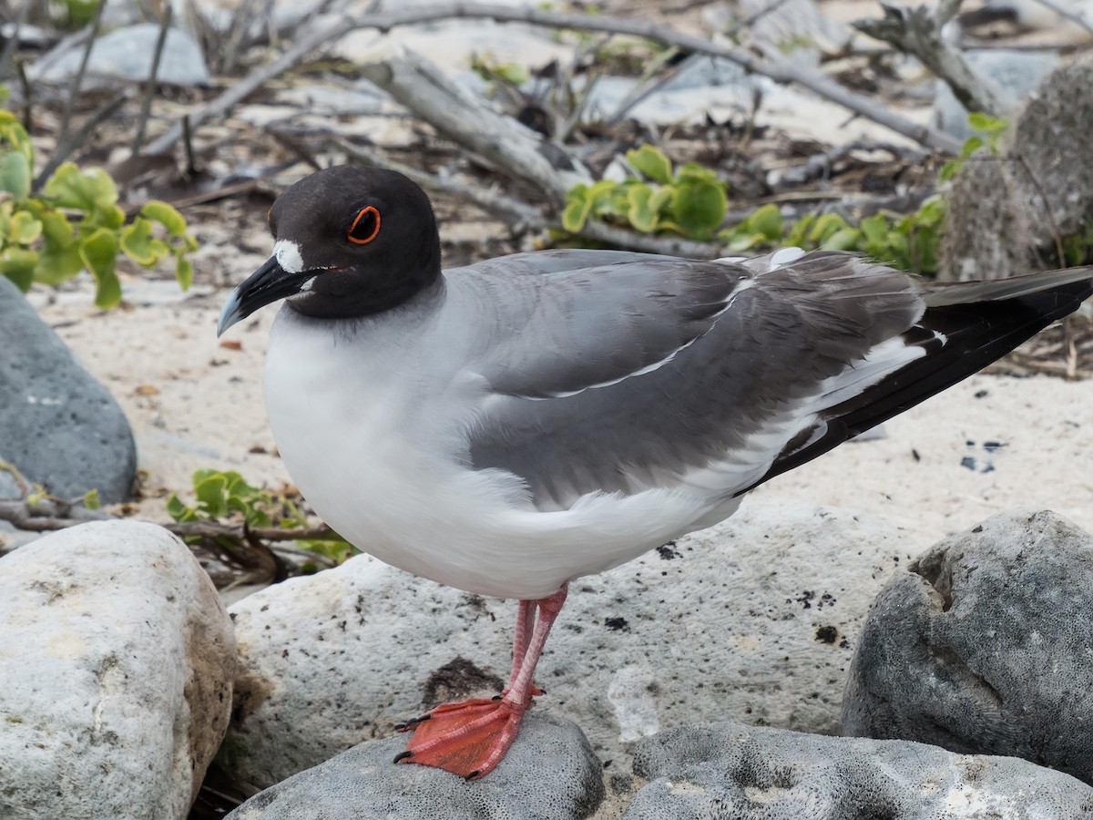 Swallow-tailed Gull - ML631682312