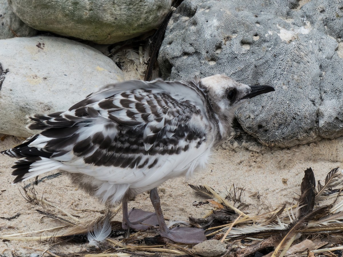 Swallow-tailed Gull - ML631682313