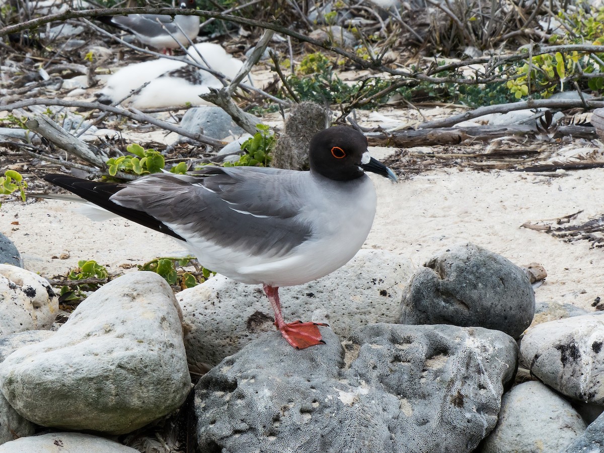 Swallow-tailed Gull - ML631682314