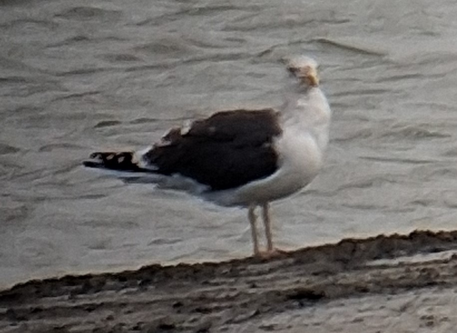 Бэсрэг цахлай - ML631682409