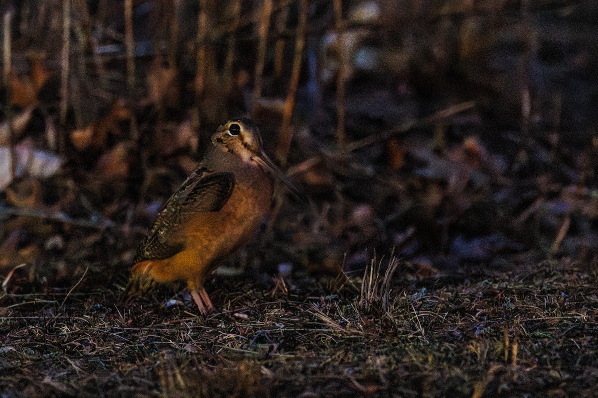 American Woodcock - ML631682497