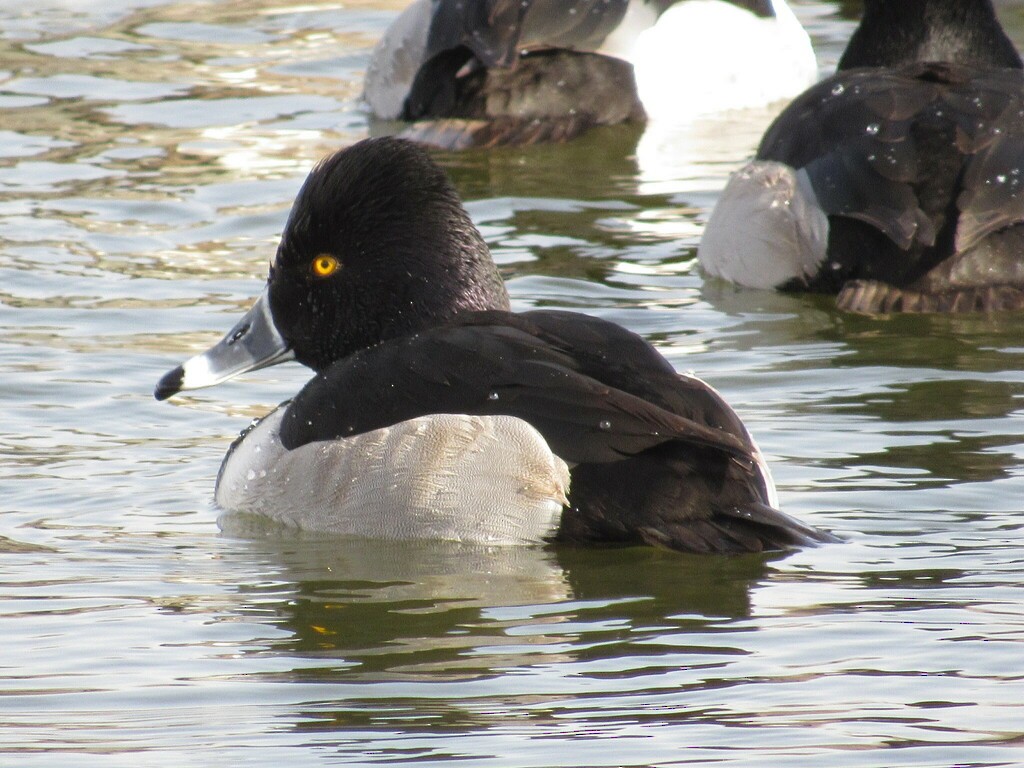 Ring-necked Duck - ML631682530