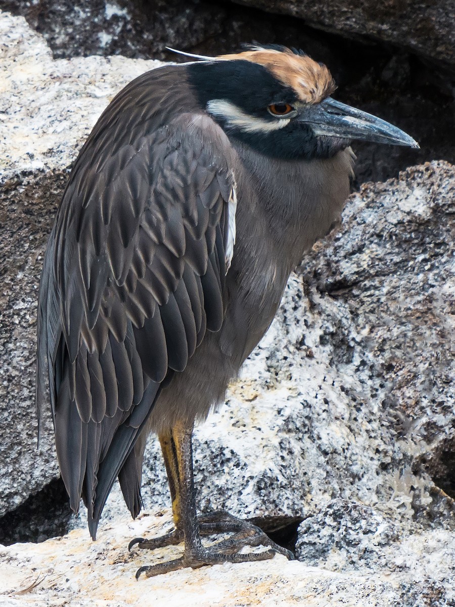 Yellow-crowned Night Heron - ML631682541