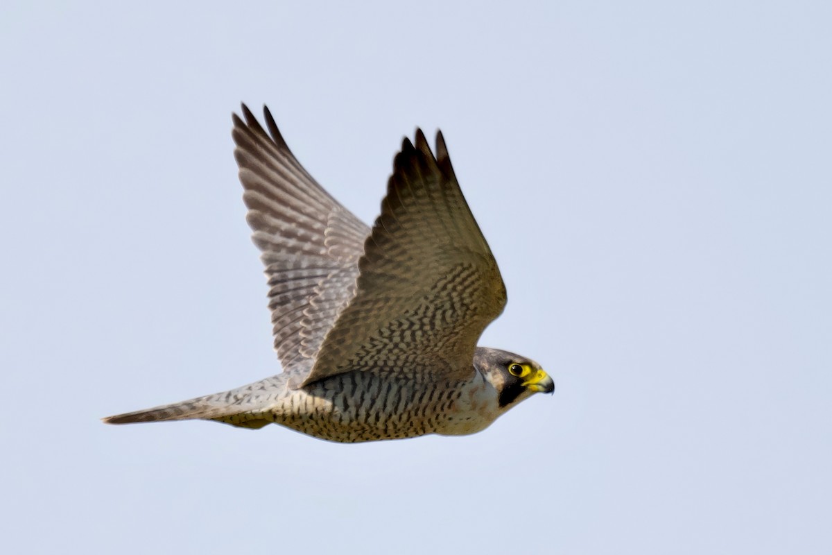 Peregrine Falcon - ML631682543