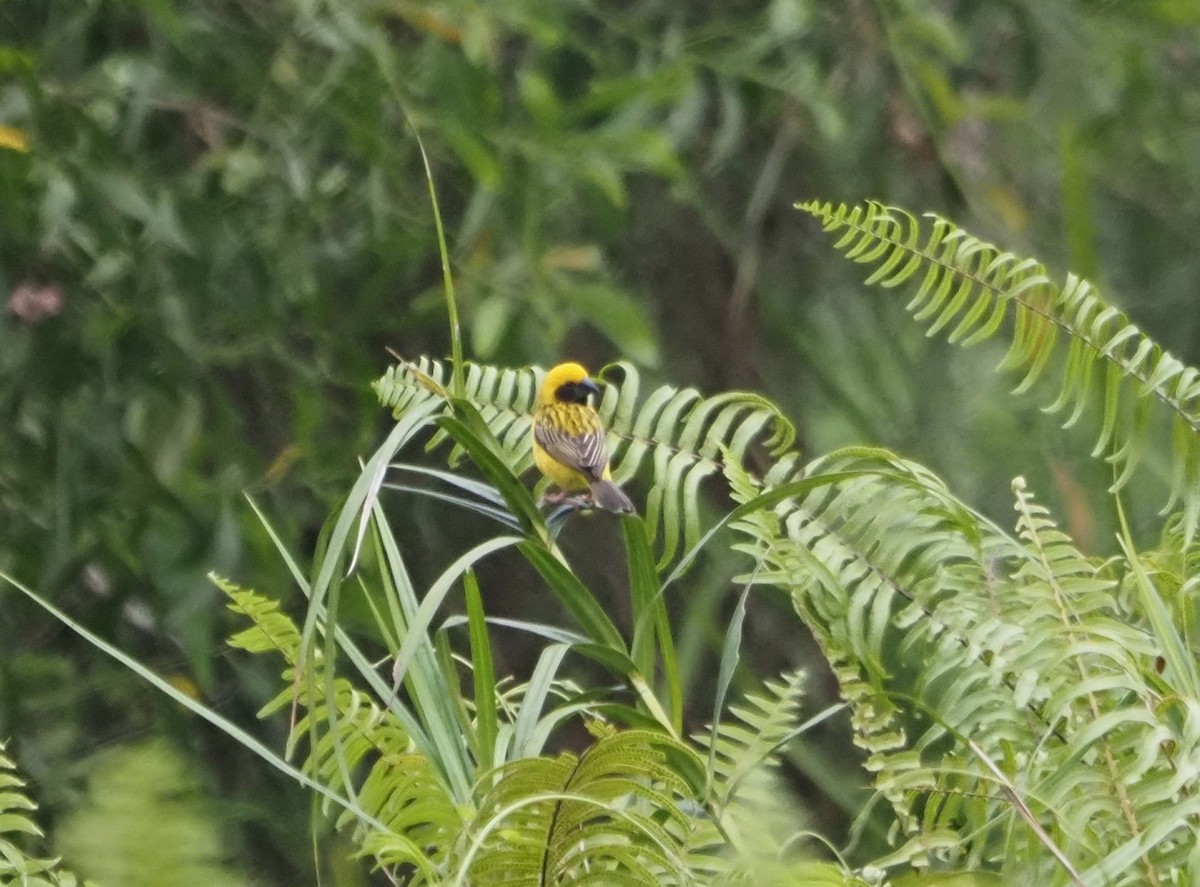 Asian Golden Weaver - ML631682590