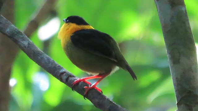 Golden-collared Manakin - ML631682704