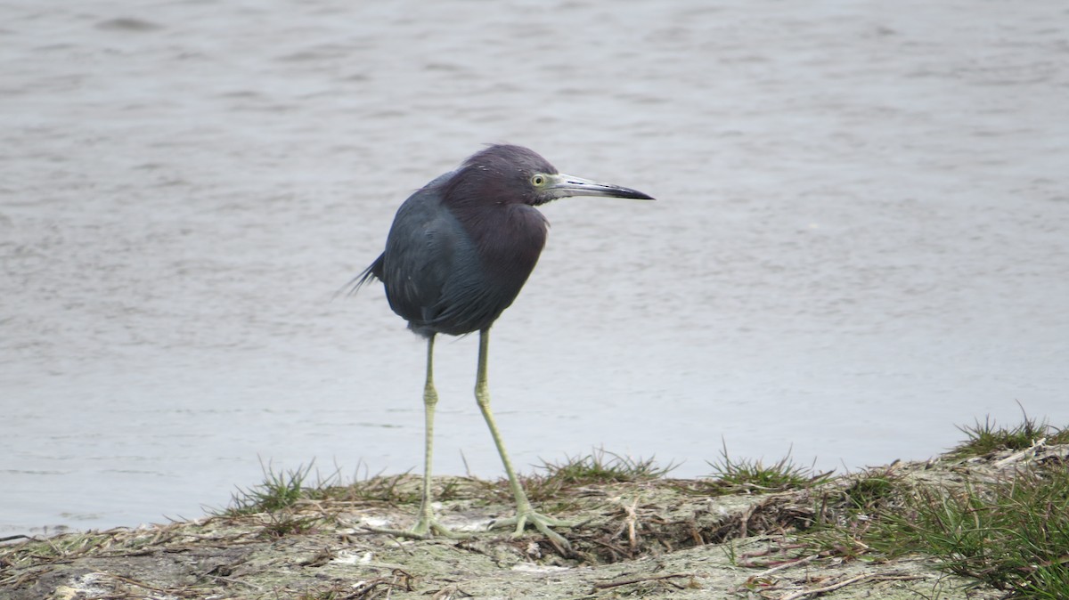 Little Blue Heron - ML631682717